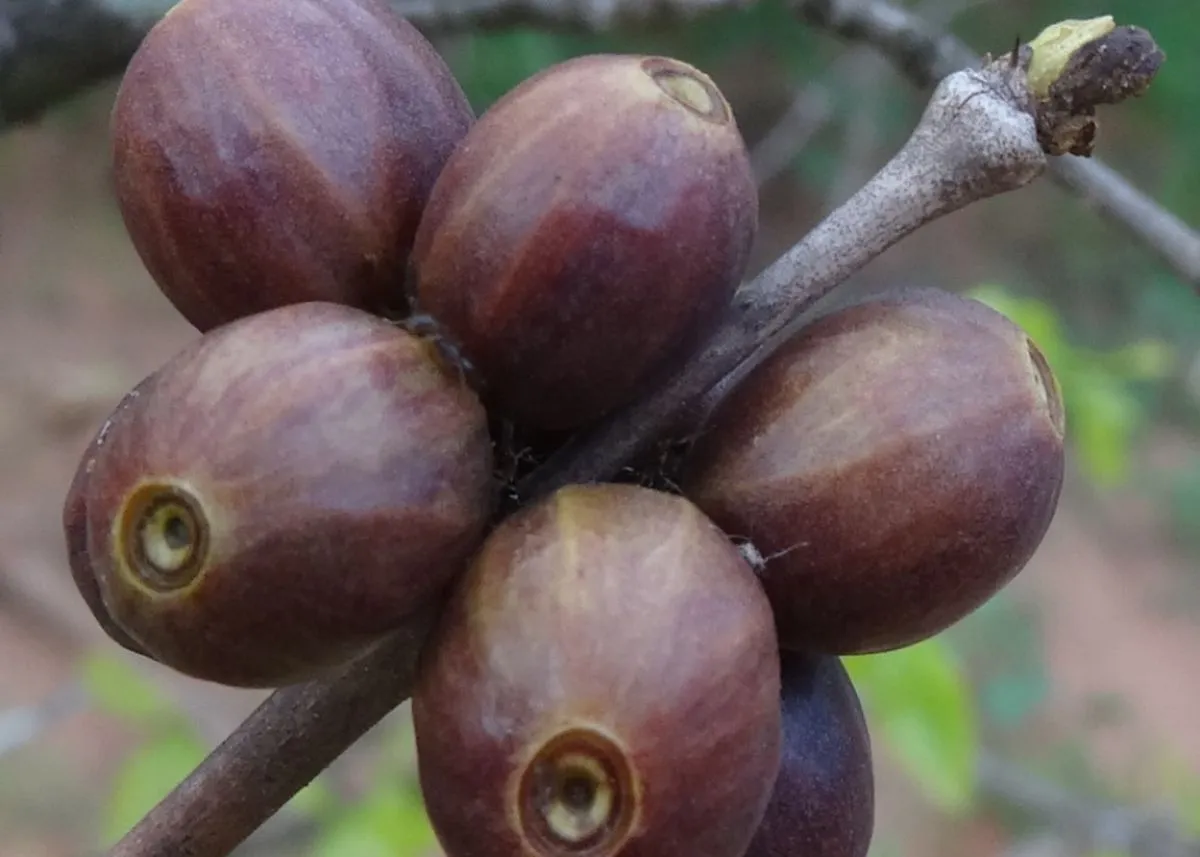 Coffea Racemosa coffee - "Official Farm-Direct from Sukkot Coffee" Endemic to the elephant coast KwaZulu Natal - 100 grams - Image 4